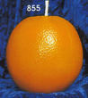 Apelsinljus